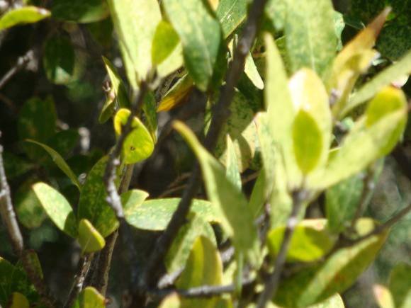 T11160 Phillyrea latifolia St Kilda