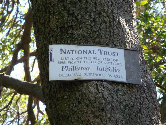 T11160 Phillyrea latifolia St Kilda