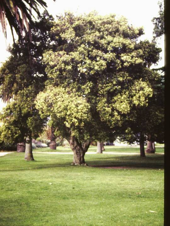 T11160 Phillyrea latifolia St Kilda