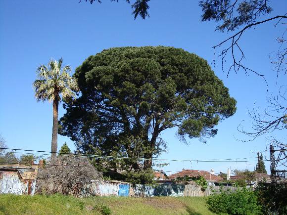 T12083 Pinus pinea