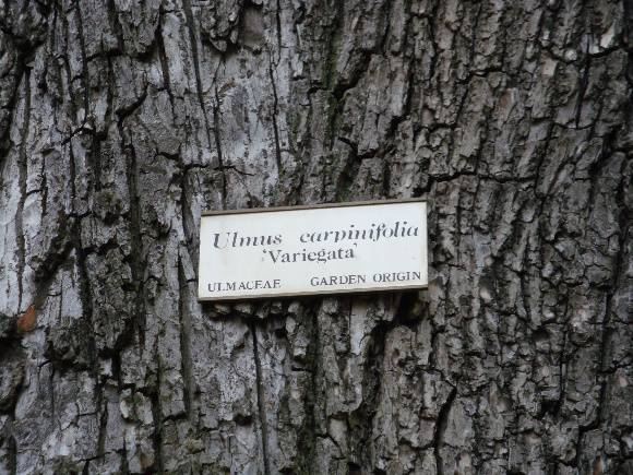 T11140 Ulmus minor 'Variegata'Albert Park