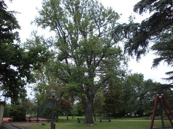 T11140 Ulmus minor 'Variegata'Albert Park