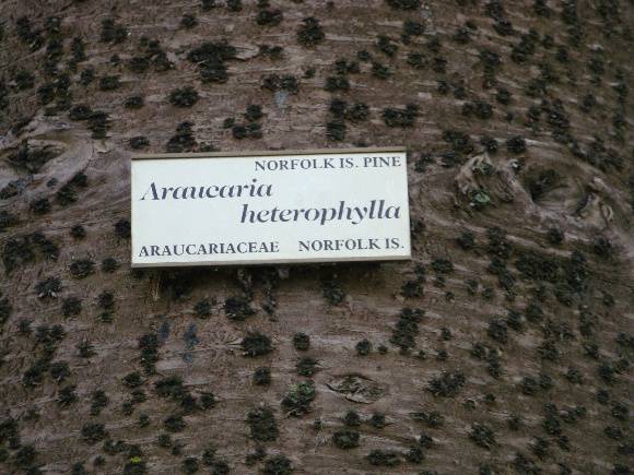 T11141 Araucaria heterophylla