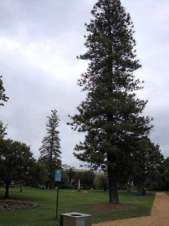 T11142 Araucaria columnaris Albert Park