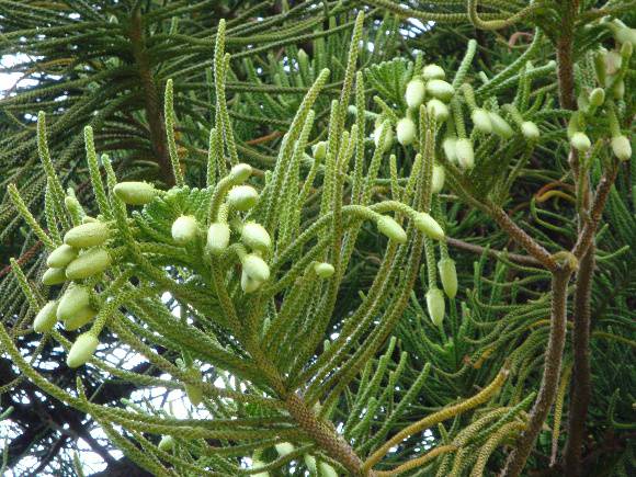 T11142 Araucaria columnaris Albert Park