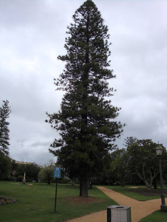 T11142 Araucaria columnaris Albert Park