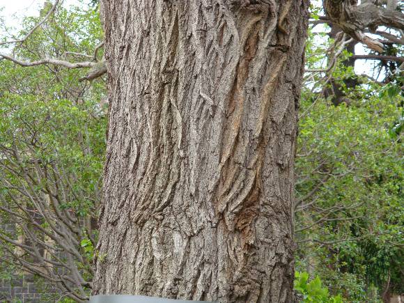 T11151 Ulmus pumila St Kilda