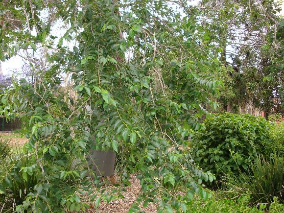 T11151 Ulmus pumila St Kilda
