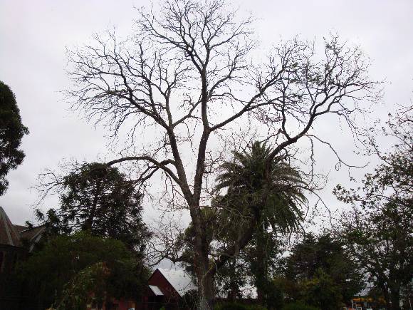 T11151 Ulmus pumila St Kilda
