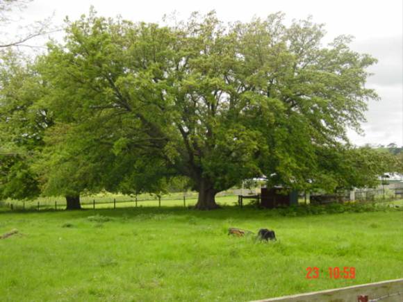 T11767 Quercus castaneifolia 