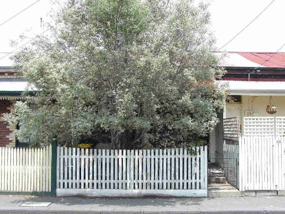Cremorne Balmain Street 50 v2.JPG