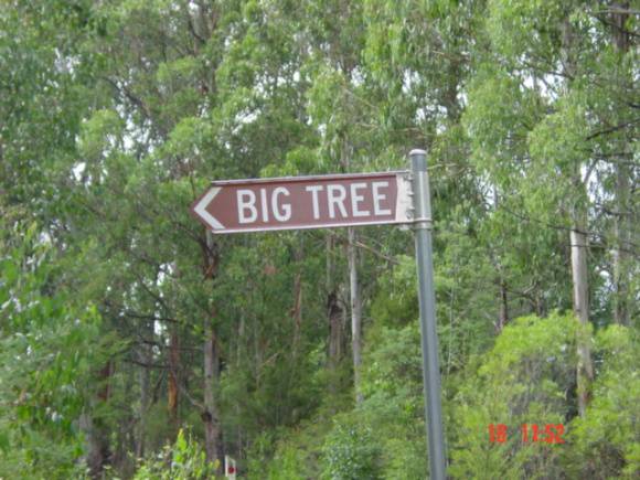 T11948 Eucalyptus cypellocarpa
