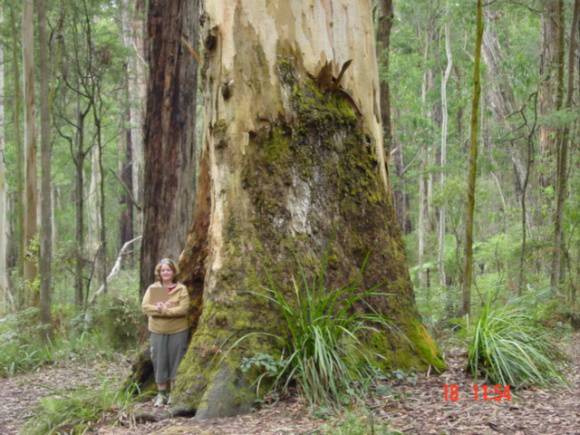T11948 Eucalyptus cypellocarpa
