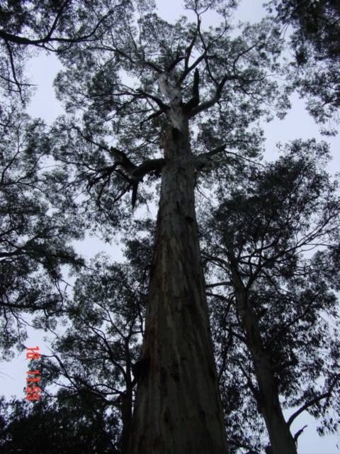 T11948 Eucalyptus cypellocarpa
