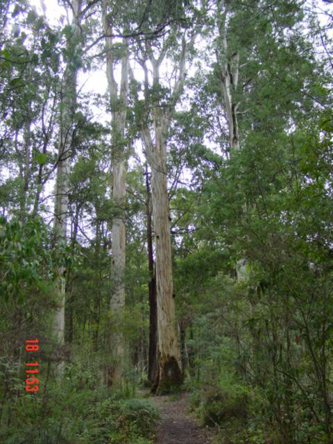 T11948 Eucalyptus cypellocarpa
