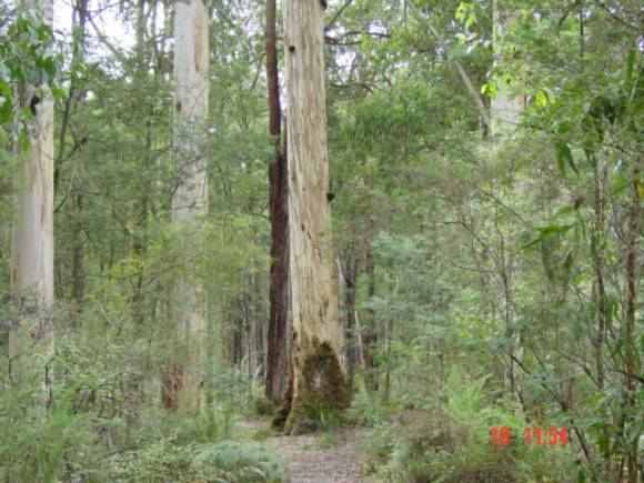 T11948 Eucalyptus cypellocarpa
