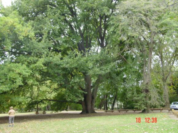 T11952 Quercus castaneifolia