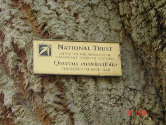 T11952 Quercus castaneifolia 