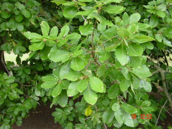 T11953 Quercus canariensis