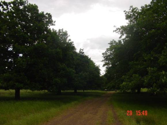 T11550 Quercus robur 