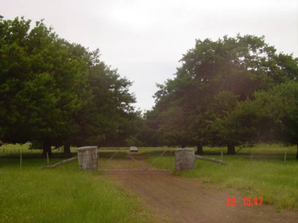 T11550 Quercus robur 