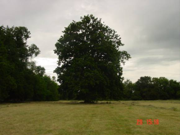 T11551 Quercus robur 
