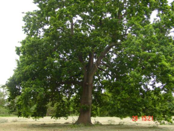 T11551 Quercus robur 