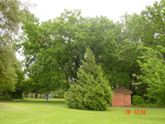 T11690 Quercus robur
