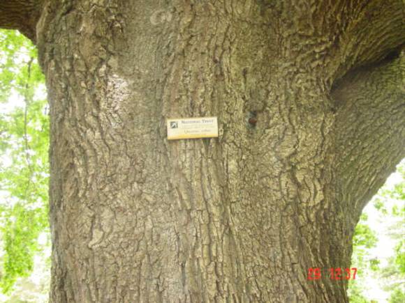 T11690 Quercus robur 
