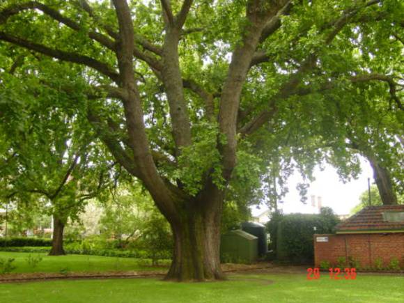 T11690 Quercus robur
