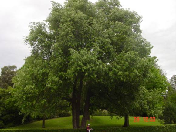 T11692 Quercus leucotrichophora 