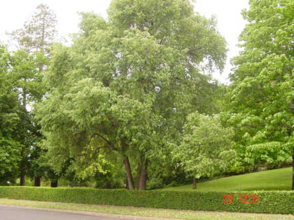 T11692 Quercus leucotrichophora 
