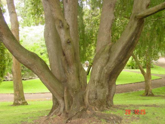 T11693 Cupressus funebris