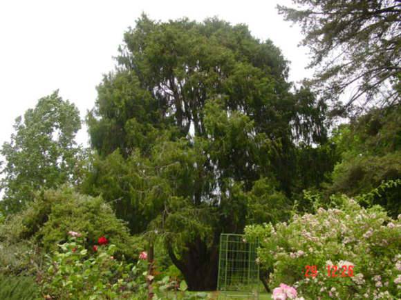 T11693 Cupressus funebris 