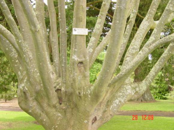 T11695 Quercus agrifolia 