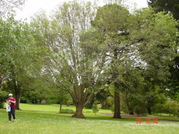 T11695 Quercus agrifolia 