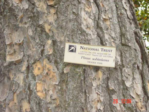 T11696 Pinus sabiniana
