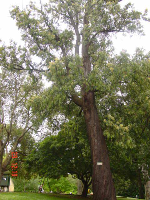 T11697 Acacia falciformis Hamilton