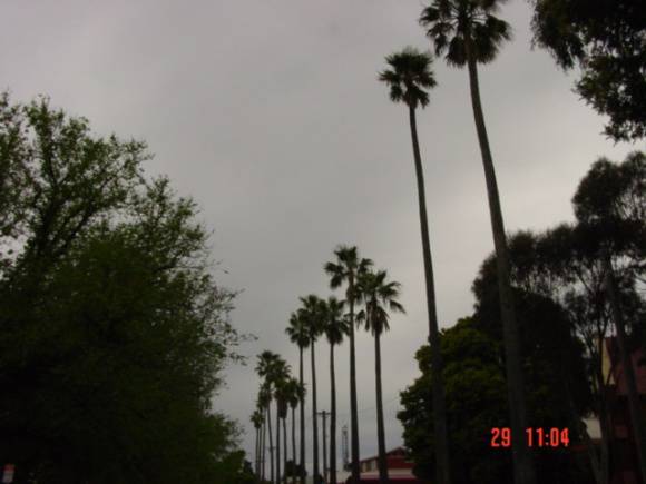 T11698 Washingtonia robusta Hamilton