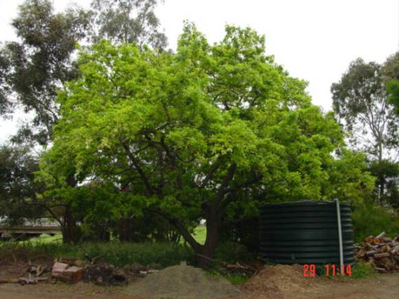 T11699 Quercus robur