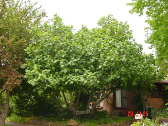 T11701 Ficus palmata Hamilton