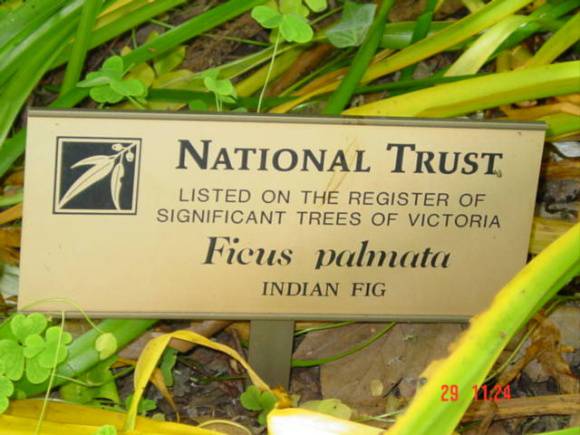 T11701 Ficus palmata Hamilton