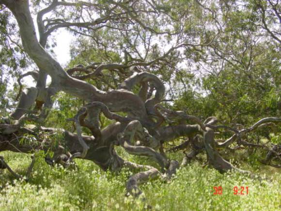 T11968 Eucalyptus camaldulensis