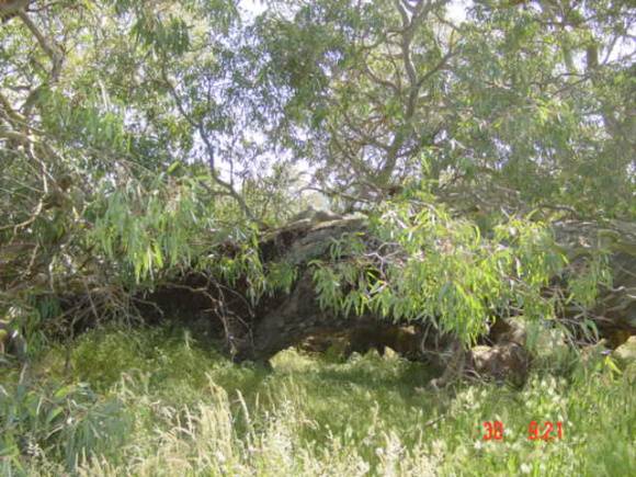 T11968 Eucalyptus camaldulensis 