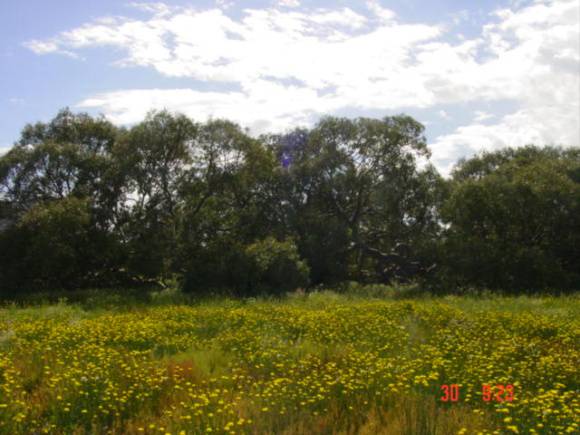 T11968 Eucalyptus camaldulensis