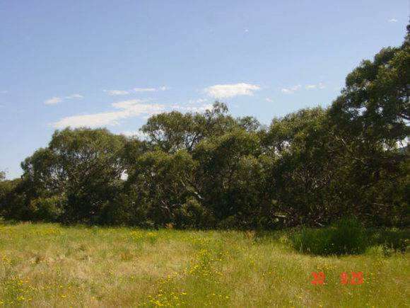 T11968 Eucalyptus camaldulensis