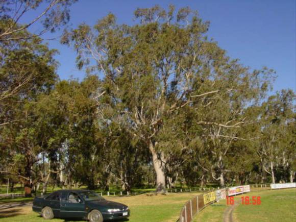 T12040 Corymbia citriodora
