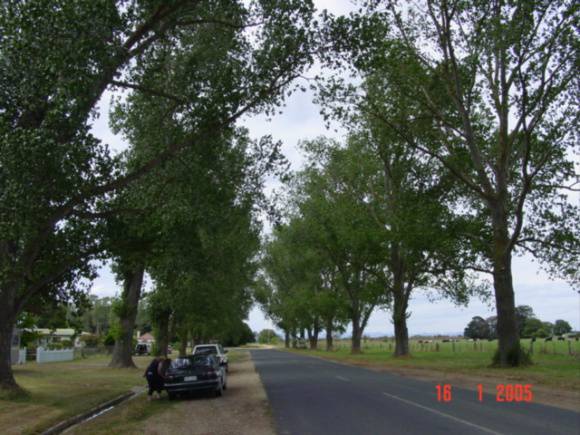 T11820 Populus alba 