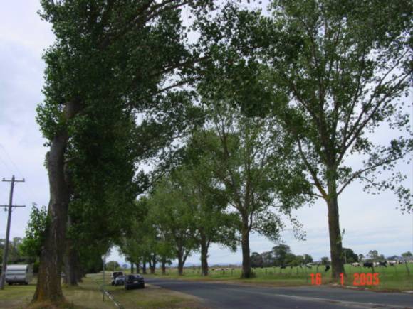 T11820 Populus alba 