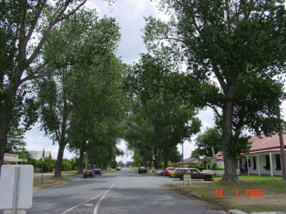 T11820 Populus alba 